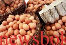 eggs price