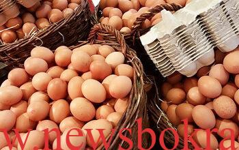 eggs price